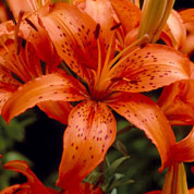 Hybrid Lily 'Enchantement'